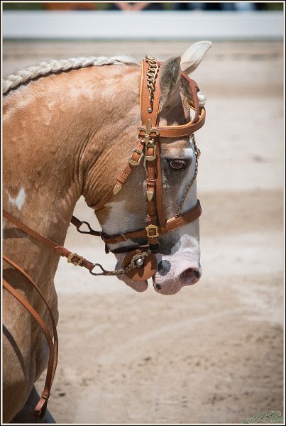 Pferd International 133